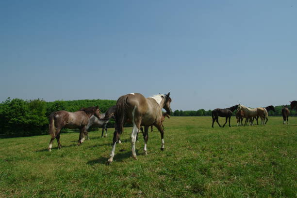 istock Horses in a summer meadow 891531422