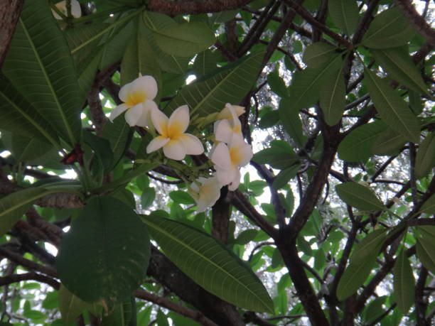 frangipanier - branches avec des fleurs - knobbly photos et images de collection