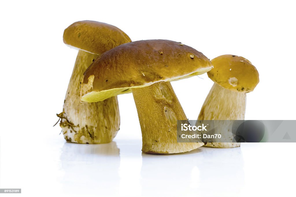 Boletus edulis - 로열티 프리 0명 스톡 사진