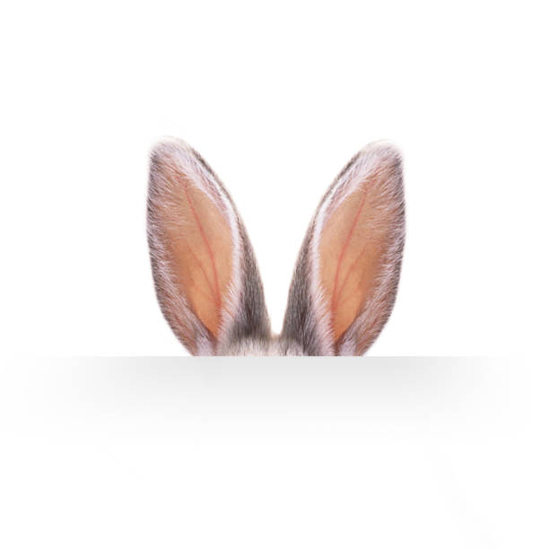 Ears of a hare on a white background. Ears of a hare on a white background. animal ear stock pictures, royalty-free photos & images