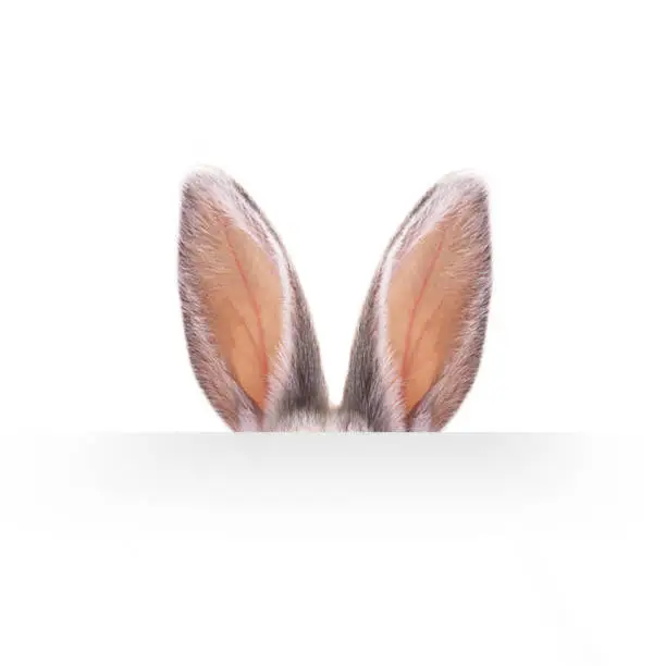 Ears of a hare on a white background.