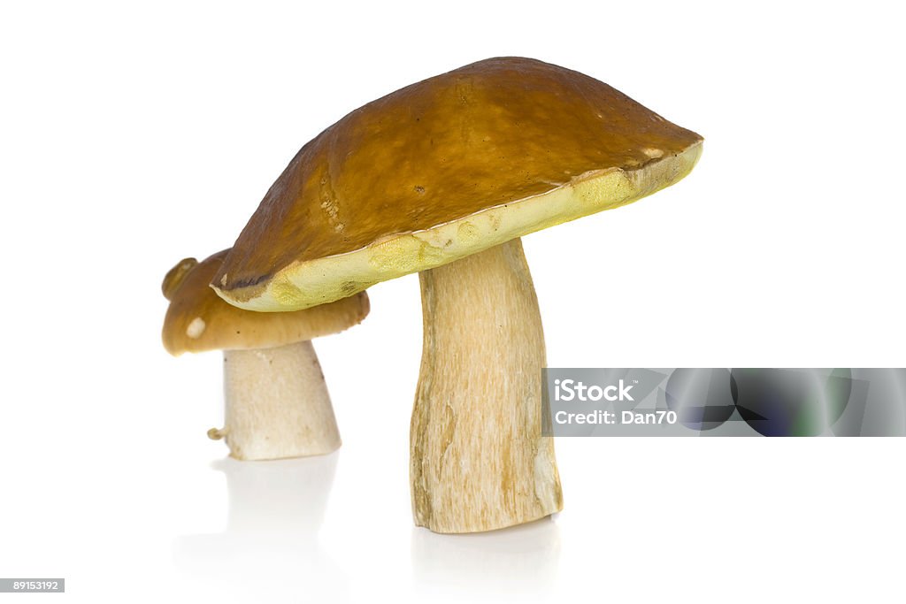 Boletus edulis  Animal Head Stock Photo