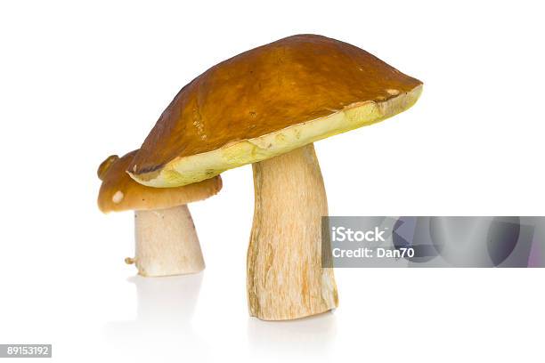 Boletus Edulis Stock Photo - Download Image Now - Animal Head, Boletus, Close-up