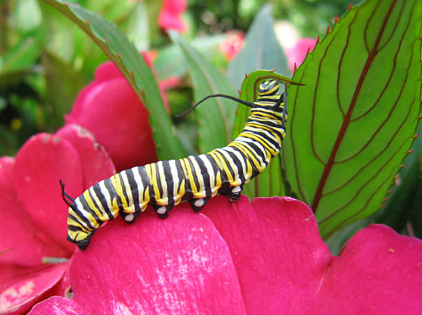 Monarch Caterpillar on a flower