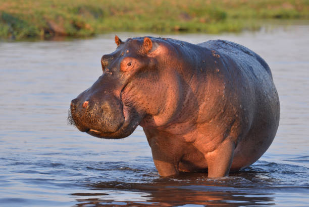 Hippopotamus in a river Hippopotamuses inhabit rivers, lakes or swamps. During the day, they remain cool by staying in the water or mud;  Picture taken at the Chobe National Park, Botswana. hippopotamus stock pictures, royalty-free photos & images