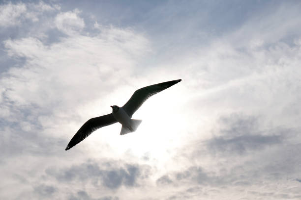 istock Flying seagull in the air 891537126