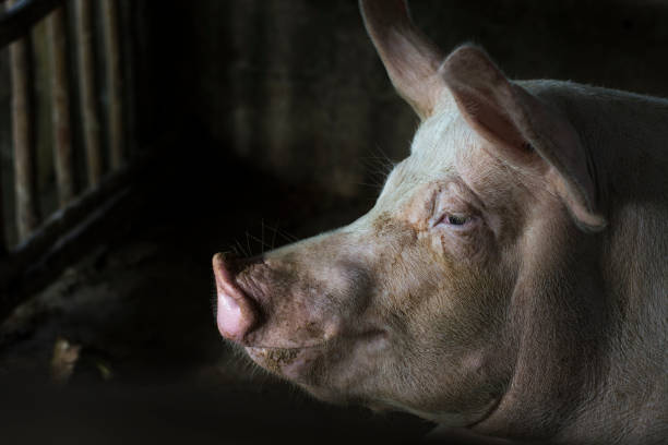 grande porco na fazenda. parecem ser solitário. - domestic pig - fotografias e filmes do acervo