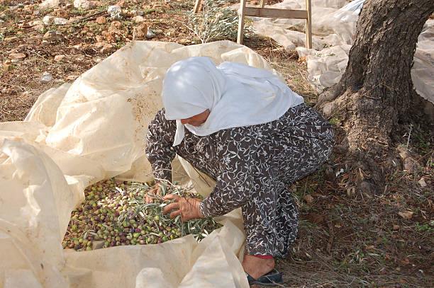 verde oliva harvest - olive tree oil industry cooking oil foto e immagini stock