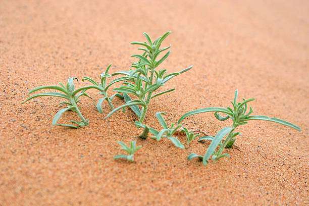 istock Survival or Life in the desert 89153786