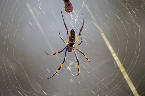 istock Golden orb spider sit on a web waiting for insects in the morning sun 891541580