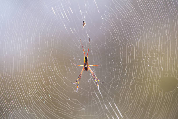 istock Golden orb spider sit on a web waiting for insects in the morning sun 891542218
