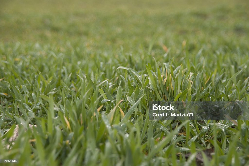 Трава фон - Стоковые фото Без людей роялти-фри