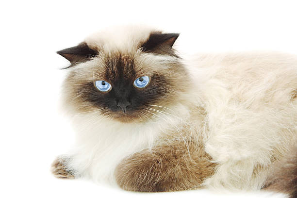 90+ Himalayan Cat Isolated Stock Photos, Pictures & Royalty-Free Images ...