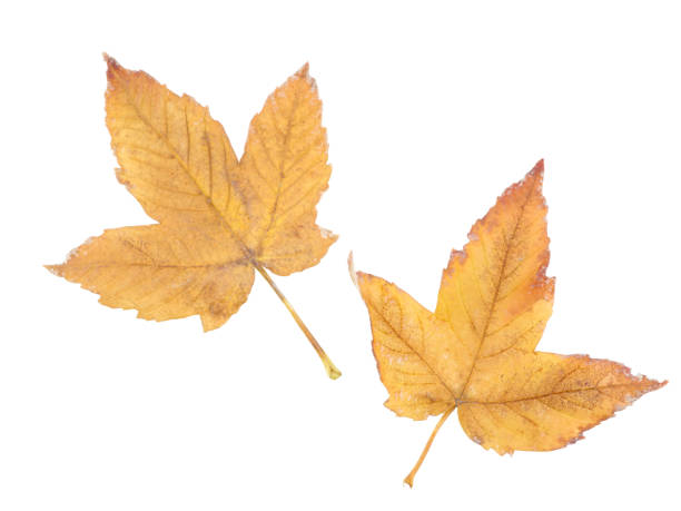 istock Two leaves close-up on a white isolated background 891544710