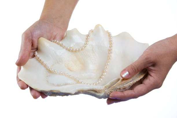 a pearl necklace against the backdrop of shell isolated on a white background