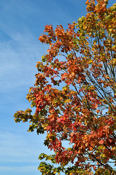Autumn and Blue Sky stock photo
