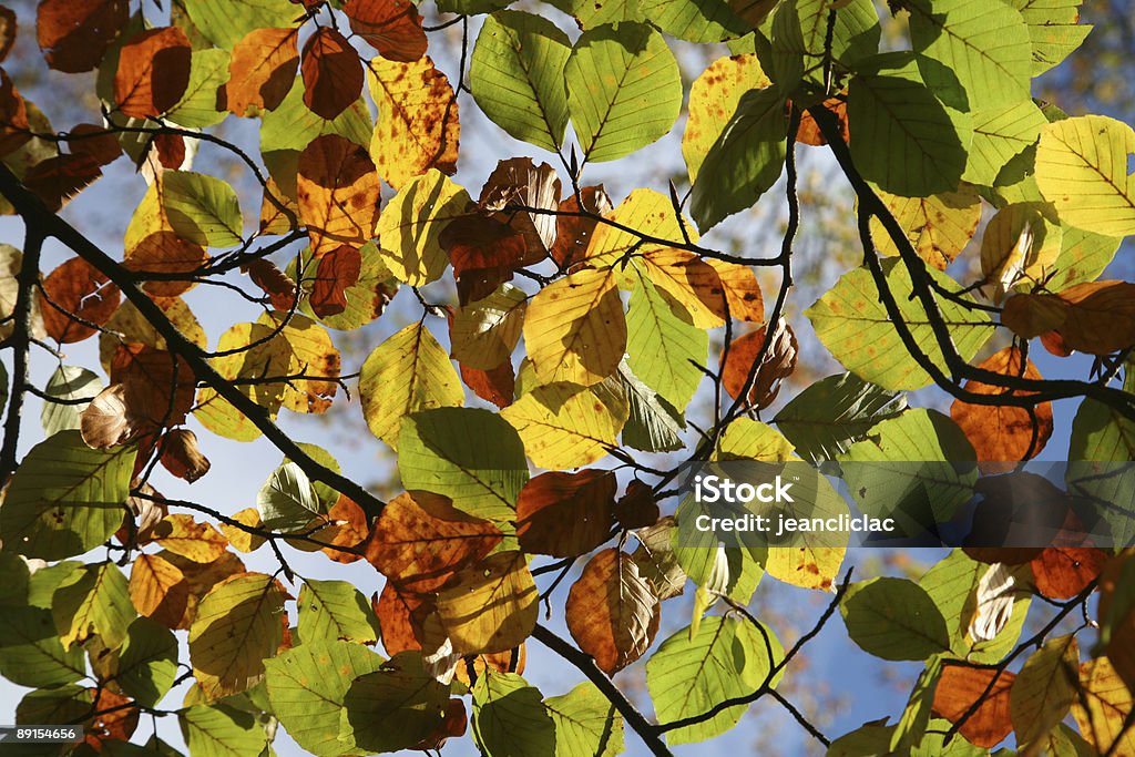 Feuilles de - Photo de Arbre libre de droits