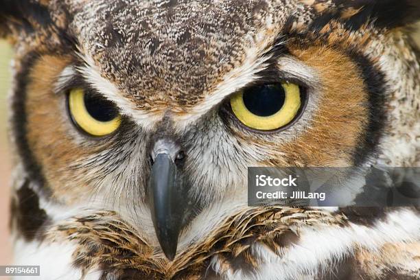 Great Horned Owl Head Shot Stock Photo - Download Image Now - Animal, Animal Eye, Animal Head