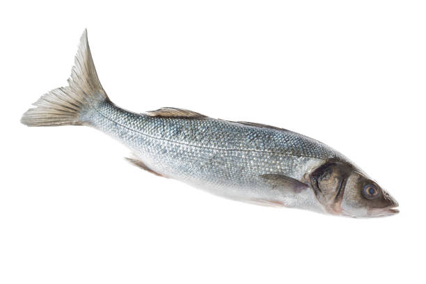 istock Several Sea basses isolated on white ceoped image 891549320