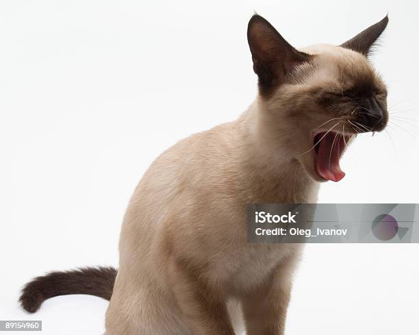 Siamese Cat With Mouth Wide Open Stock Photo - Download Image Now - Animal, Animal Mouth, Animal Teeth