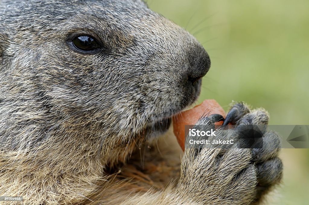 Marmot  Alertness Stock Photo