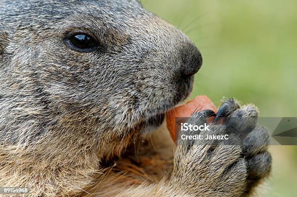 Marmot Stock Photo - Download Image Now - Alertness, Animal Head, Biting