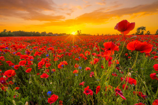 istock poppy meadow, sunset over red poppies 891549710