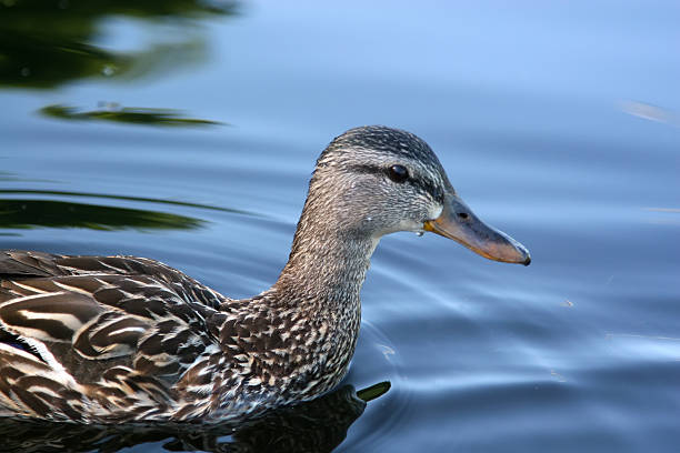 Female Mallard Duck stock photo