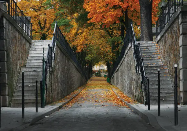 Photo of Perspective alley covered with leaves
