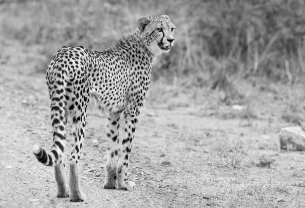 istock Lone cheetah walking across a road at dusk to look for prey 891550430
