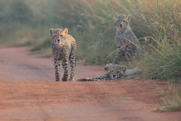 istock Three Cheetah cubs playing early morning in a dirt road 891550812