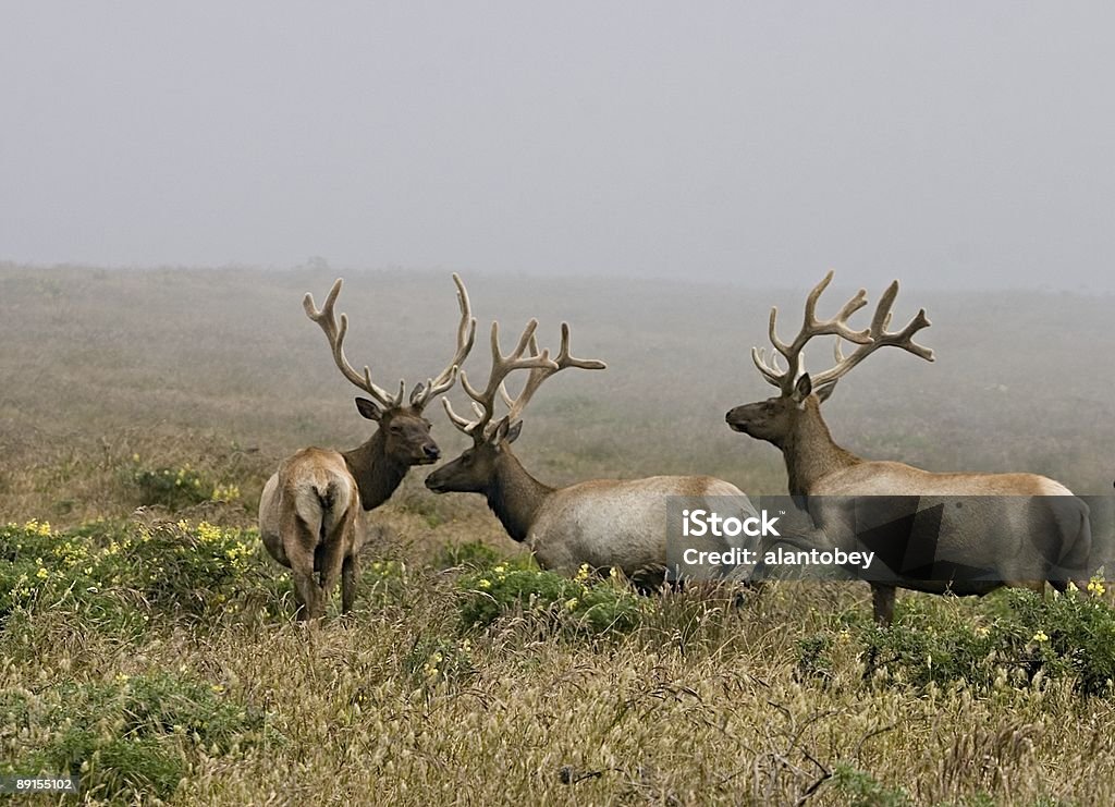 Tule Elk with Velvet Antlers, Point Reyes National Seashore  Tule Elk Stock Photo