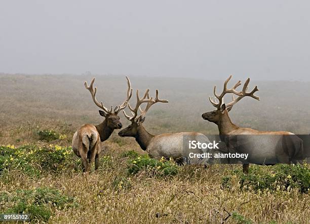 Tule Elk With Velvet Antlers Point Reyes National Seashore Stock Photo - Download Image Now