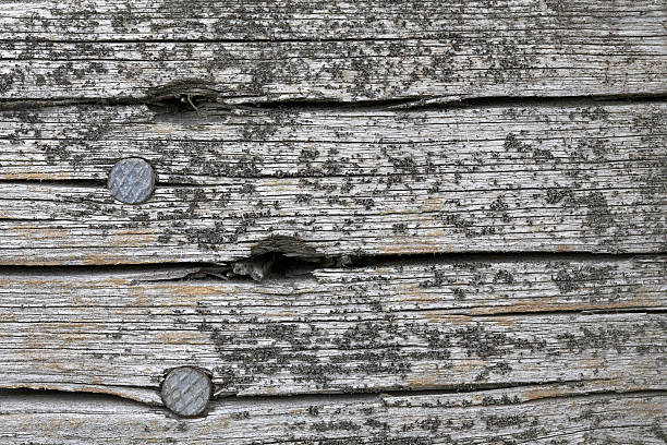 Old grunge gray plank with nails stock photo