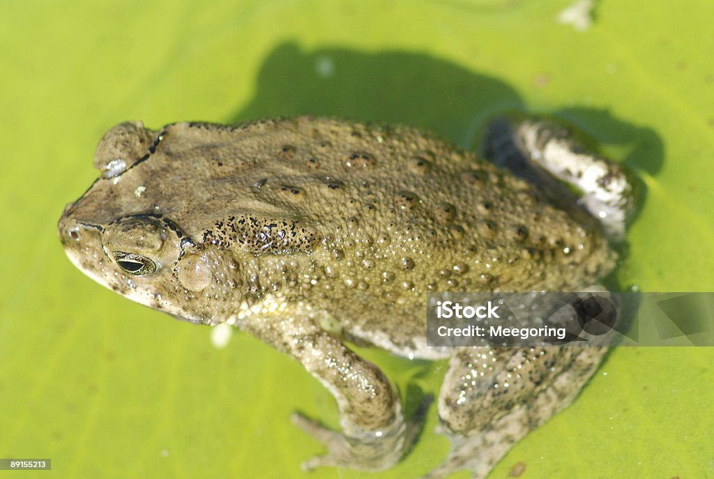 Grenouille de la nature - Photo de Bonde libre de droits