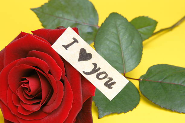 istock Beautiful red Rose on yellow background 89155262