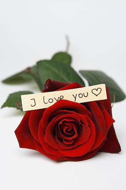istock Beautiful red Rose with I love you 89155316