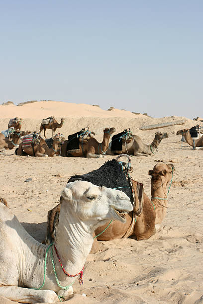 istock camels in the desert 89155541