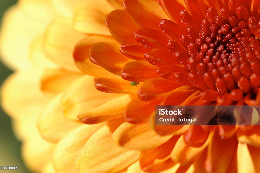 Crisantemo en primer plano con insecto verde - Foto de stock de Abstracto libre de derechos