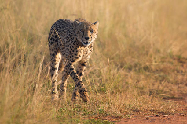 istock Female cheetah walking along a dirt road to her cub 891557074