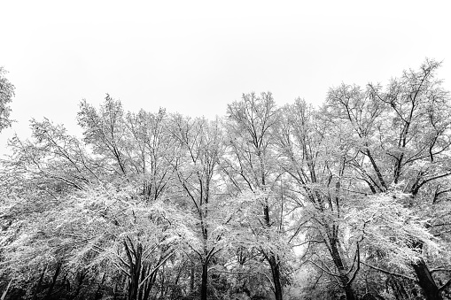 Trees filled with snow