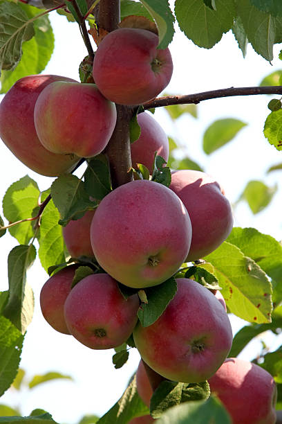 Apple Tree stock photo