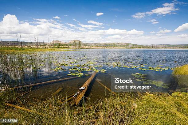 Pictureque W Yellowstone Jezioro - zdjęcia stockowe i więcej obrazów Ameryka - Ameryka, Australijski Outback, Bagno