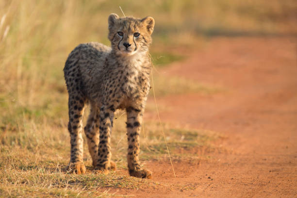 istock One Cheetah cub playing alone in early morning in a road 891559304