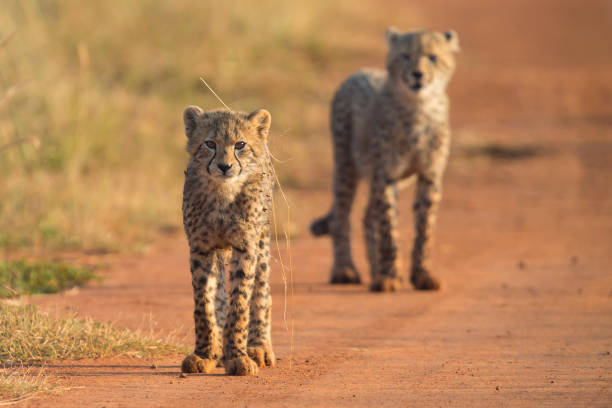 istock Two Cheetah cubs playing early morning in a dirt road 891559396