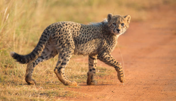 istock One Cheetah cub playing alone in early morning in a road 891559424