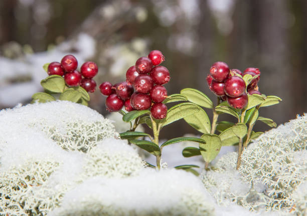 Reindeer Lichen and cowberries in the begin of winter