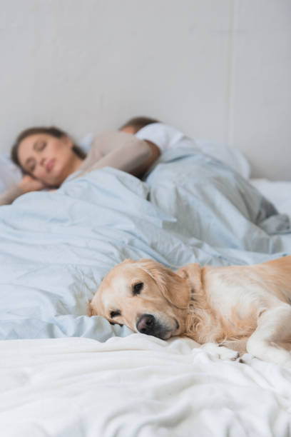 istock Dog sleeping on bed with young couple 891559906