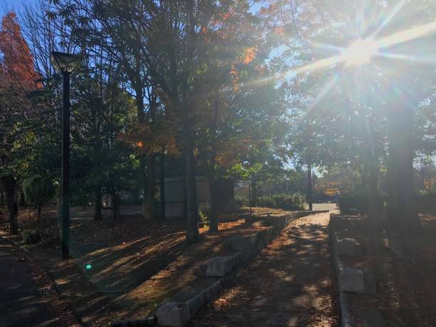 istock Japanese Park in autumn 891560416