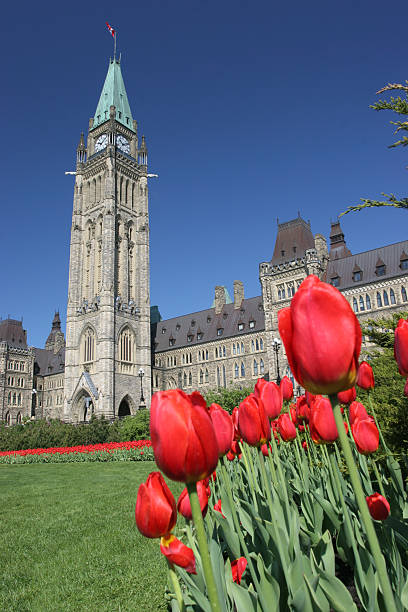 istock The Parliament of Canada, red tulips 89156152